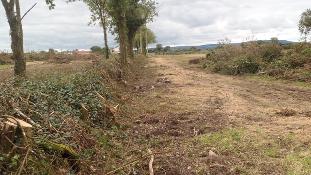 Reminder: Hedge cutting ban to take effect on March 1