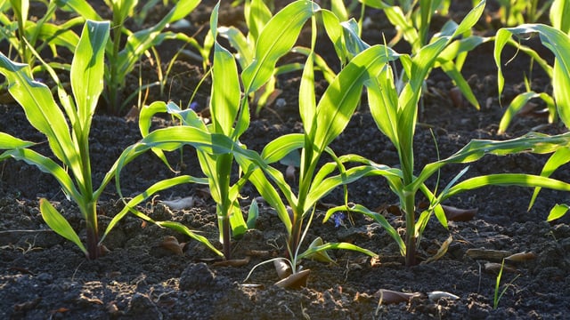 Biocontrols 'could lead to new food protection era'