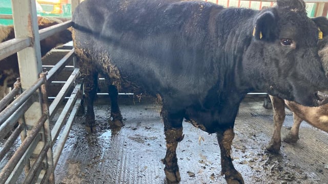 First cattle sale of 2022 'off to a flyer' at Carnew Mart