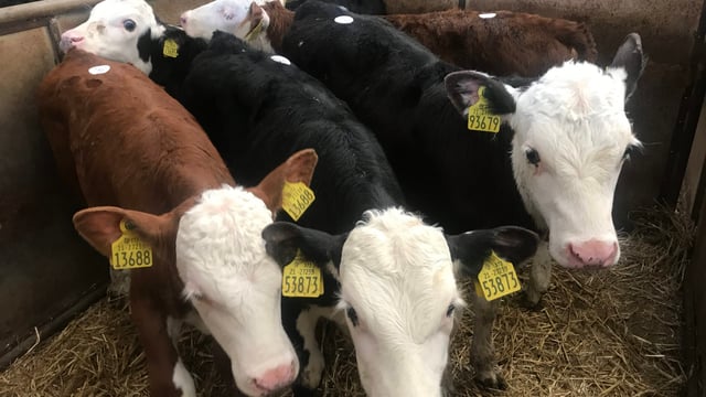 Snow hampered numbers, but not demand at Carrigallen Mart