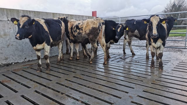 Virtual dairy sale returns to Cashel Mart for 2022