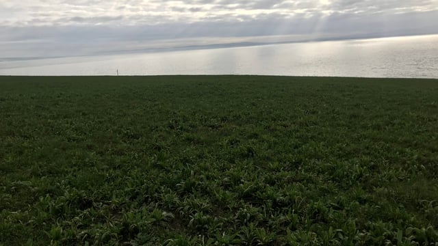 Dairy Focus: Improving soil performance with multi-species swards