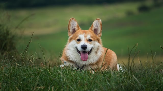 TD calls for waiving of dog licence fees for senior citizens