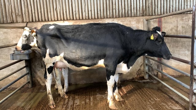 Lively trade at Taaffe Auctions' first spring sales
