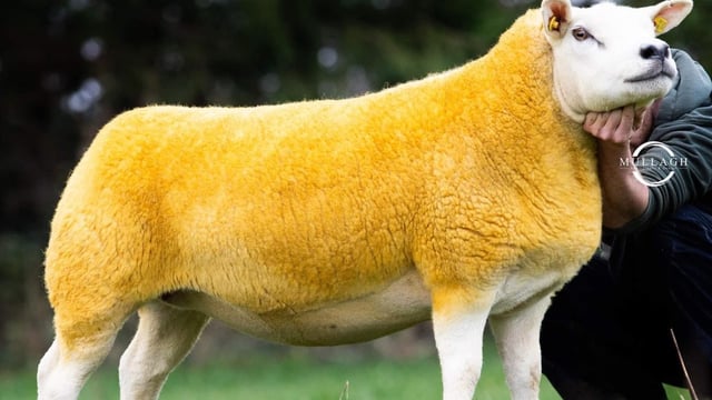 Texel twilight sale tops €3,250 as Oberstown Flock takes the headlines
