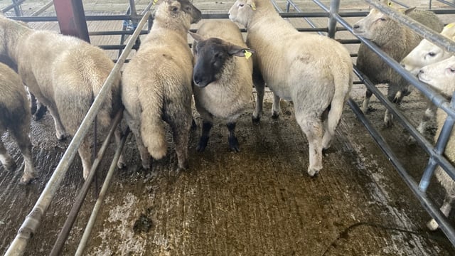 Hogget prices take a hit across marts in line with factory cuts