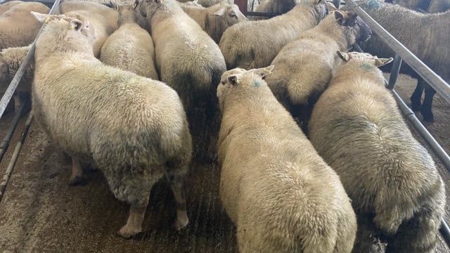 Sheep trade: Hogget prices up €1.55-1.70/kg on last year