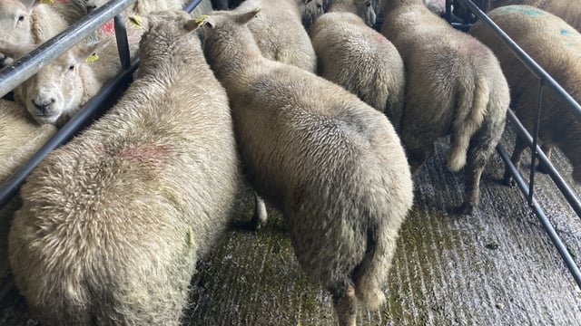 Sheep trade: Prices topping €6.90-7.00/kg in general