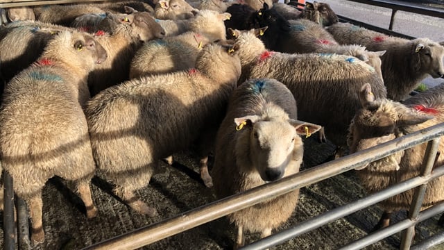 Sheep kill: Throughput settles at just over 55,000 head for last week