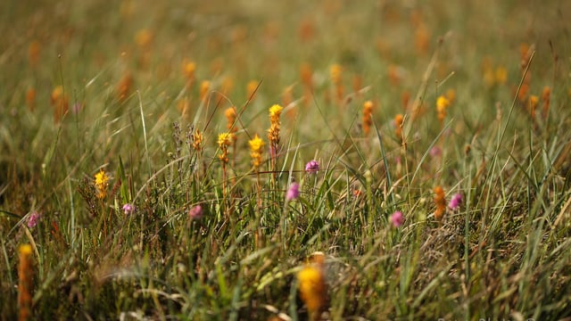 The beauty of the bogs: Book focuses on Kerry peatlands