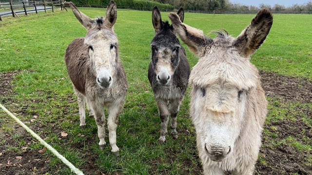 DAFM issues warning not to feed donkeys without owner consent