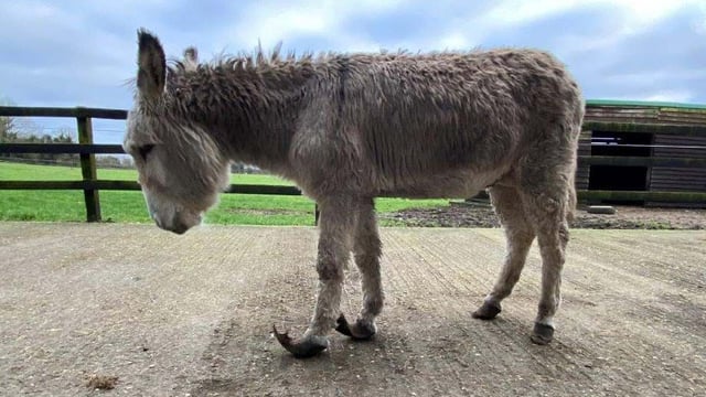 Minister launches 2022 Animal Welfare Grant Programme for charities