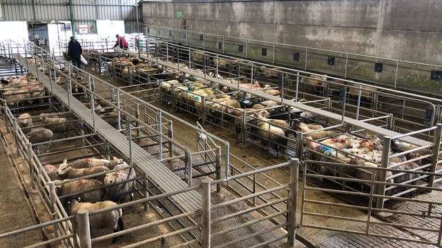 Mart trade for hoggets sees little to no change, while cull ewes hit €200