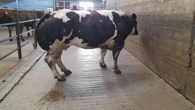 Ennis fatstock sale: Top price of €3,300 for Belgian Blue cow