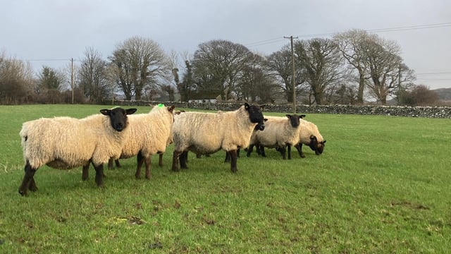 Dowra Mart set to host sale of 80 'outstanding' in-lamb ewes this Friday