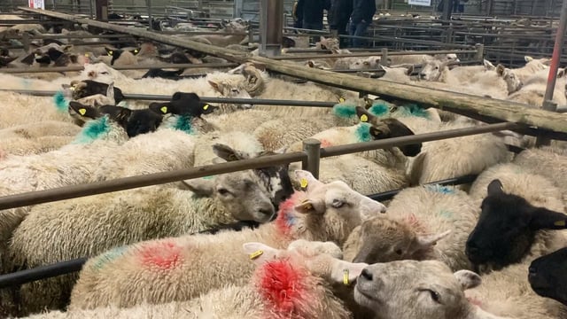 Pics and prices: Lamb prices breach the €160/head mark at Tuam