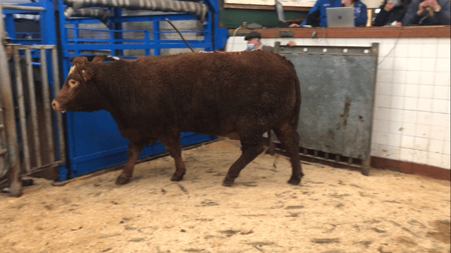 Keen demand for stores and forward cattle at Baltinglass Mart