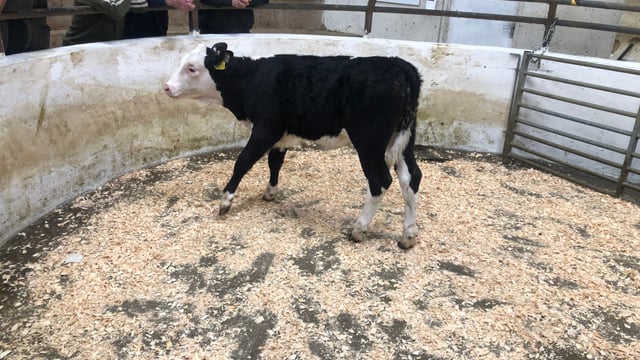 Mart report: Pics and prices from Carnaross calf sale