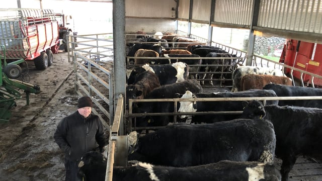 Beef Focus: Shed finishing on 'grass and grain' in Carnaross