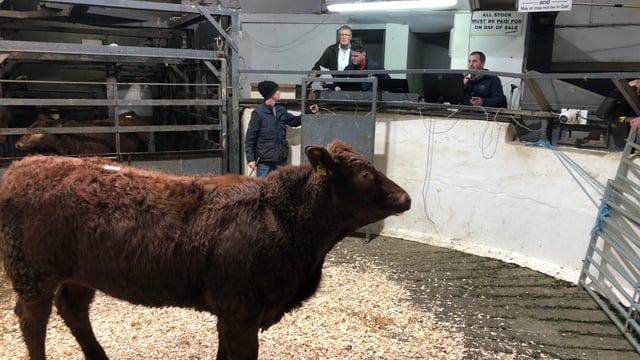 Mart report: Pics and prices from Carnaross weanling sale