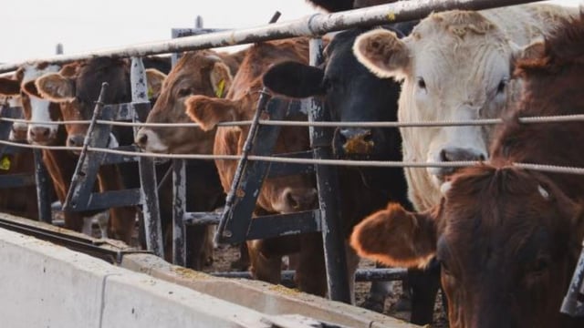 U.S to provide €193m in grants to expand meat and poultry sectors
