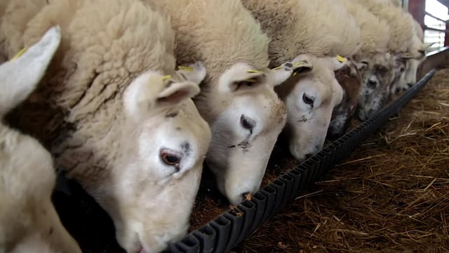 Ewe management during the weaning period on farms