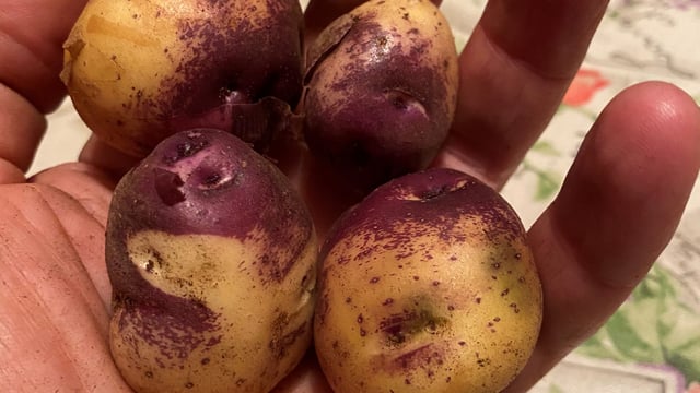 Kilkenny firm aiming to help Irish seed potato industry grow
