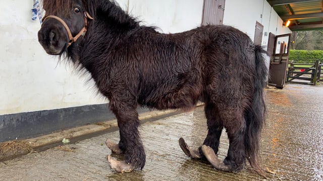Man fined after pony left with 'severely overgrown hooves'