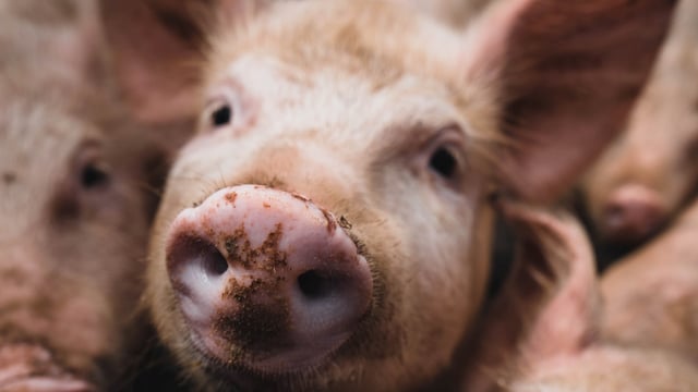 EU food safety authority seeks improved welfare of pigs