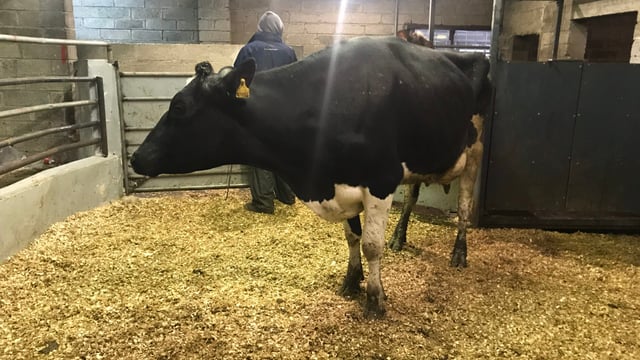 Dairy sales: Strong demand among northern buyers