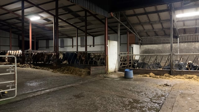 Latest rise in factory quotes sees over €5/kg paid for cattle