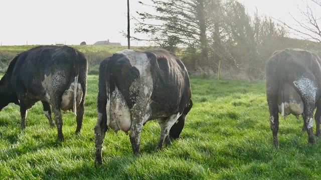 Top Waterford dairy herd set for dispersal sale