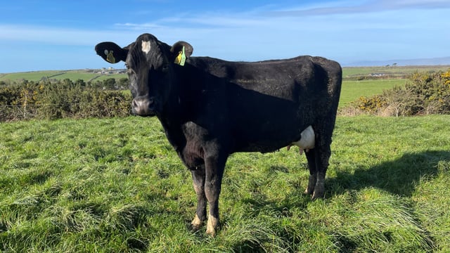 Top Waterford dairy herd dispersal sale breaks record