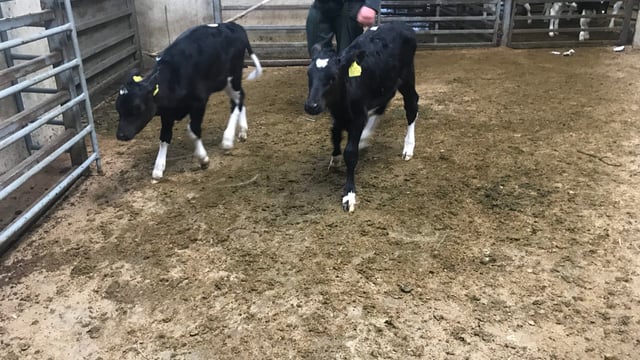 Carnew Mart calf sale met with a lively trade