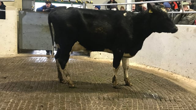 40 high-EBI cows on offer at Cashel Mart