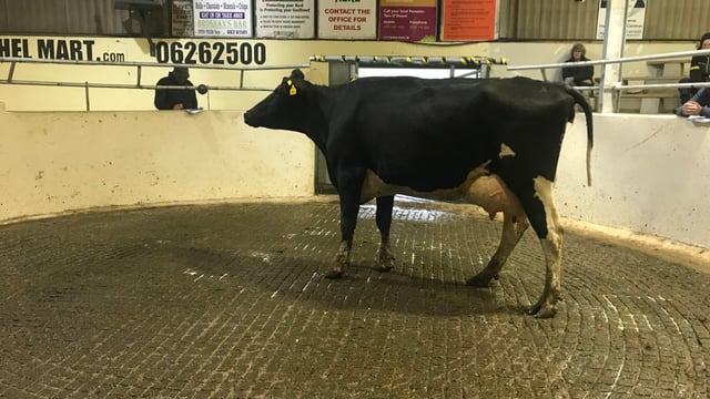 In pictures: Cashel Mart dispersal sale of high-EBI cows