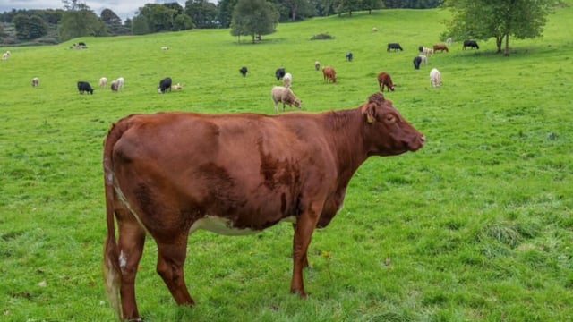 CSO: Cattle slaughterings fell 2.6% in first six months of 2023