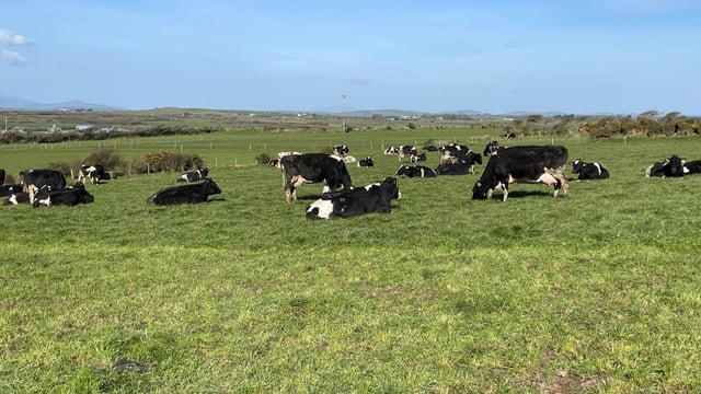 Rainfall drives cows back to sheds - what next for grazing?