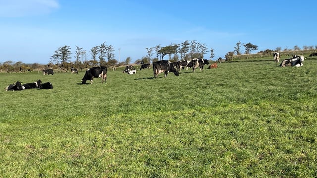 Early grazing: Is it worth the extra work?