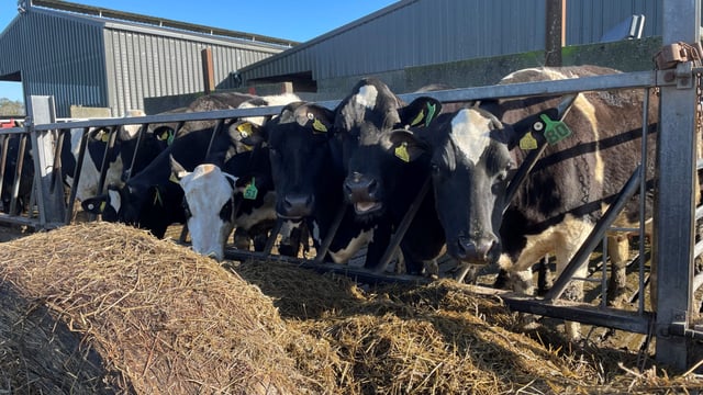 Autumn calving: Dry cow management is key