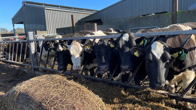 Focus on silage quality for better milk margins - dairy expert