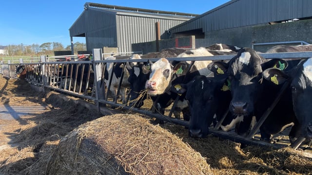 Dry period: Grouping cows to monitor BCS