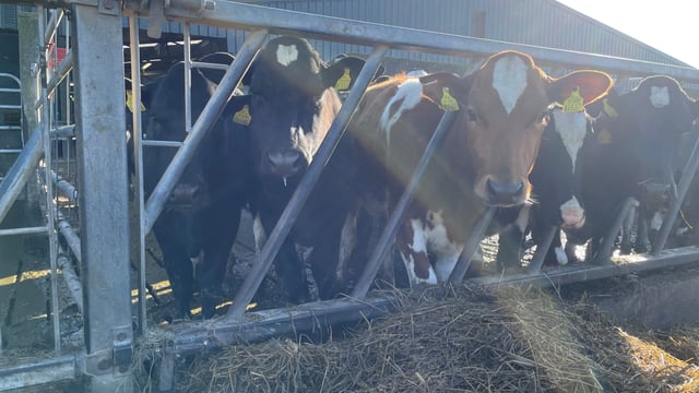 Concerns over Food Vision Dairy Group final report