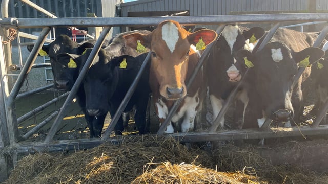 Nitrates derogation: Question all stock on your farm