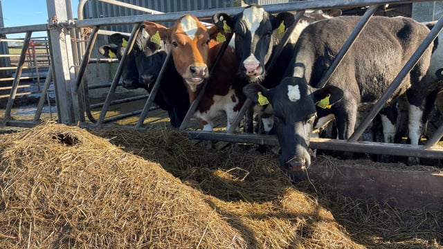 Does a synchronisation programme have a place on your farm?
