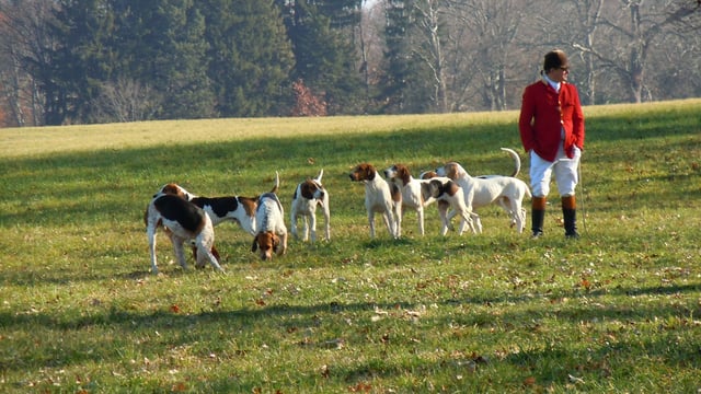 Farmers being 'informed' that hunt will cross their land is 'not good enough'