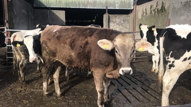 Dairy Focus: 16 years with Brown Swiss cows at Coolacork