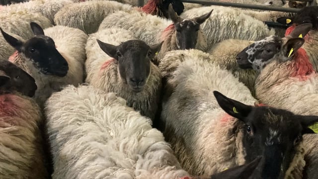 Sheep trade: Prices holding steady 'for now'
