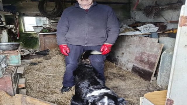 Farm dog Skippy could be one of the world's oldest canines