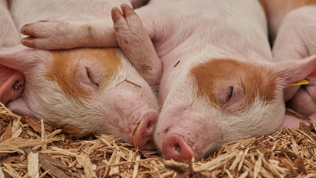 Consultation on animal welfare under Farm to Fork guidance launched